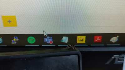 Meet Steve. He sits on my laptop and chases my cursor. I catch him housefly snacks for being such a good little buddy.