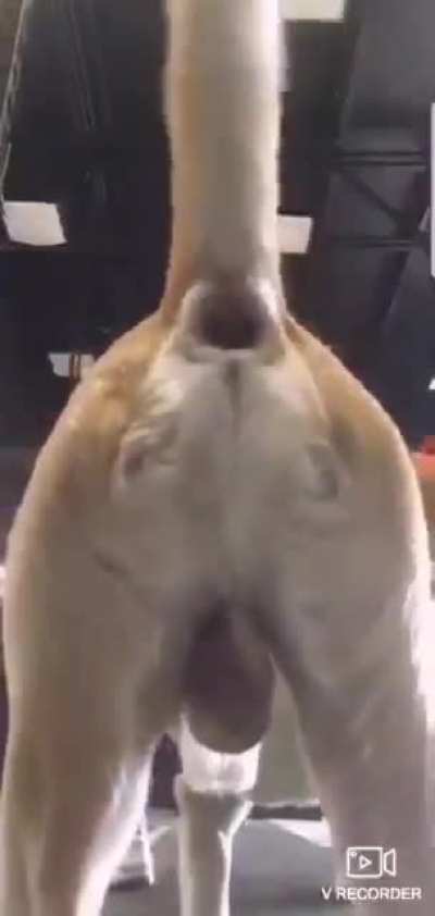 baby got back