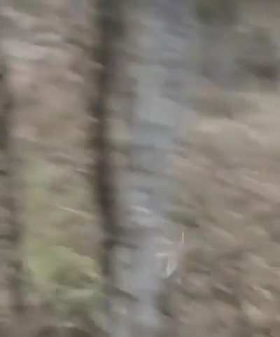 Buck fights a decoy