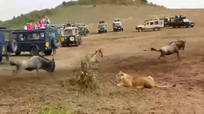 The King of the Pride takes down a Wildebeest. 