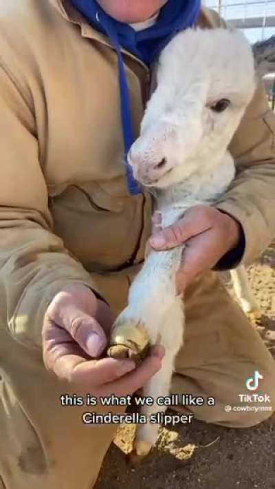 Hooved animals are born with Cinderella slippers.