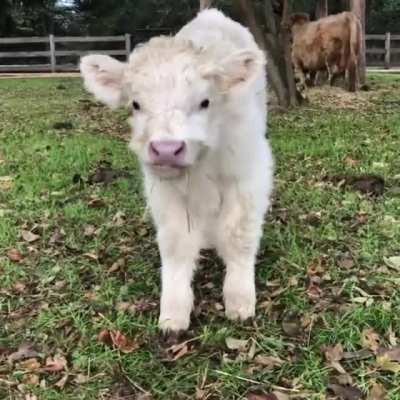 &ldquo;Looks at ME! I eats hay! I&rsquo;m is a big boy!