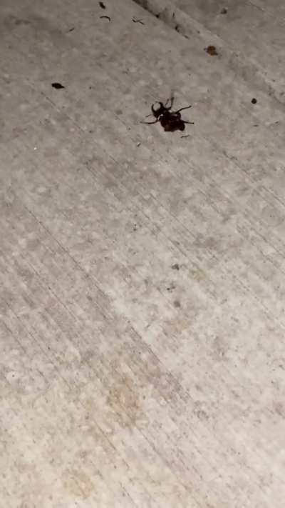 Beetle vs heydudes