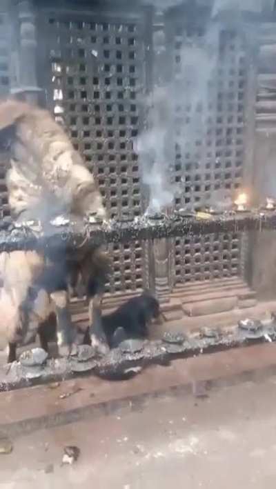 Goat in Nepal inhaling and exhaling smoke