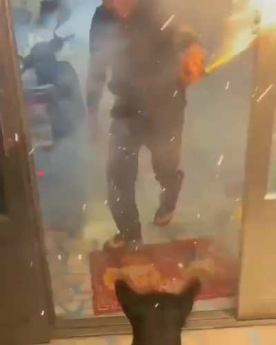 WCGW with dogs playing with fireworks