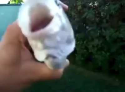 Killer Fish