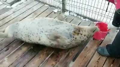 Casually brushing a seal