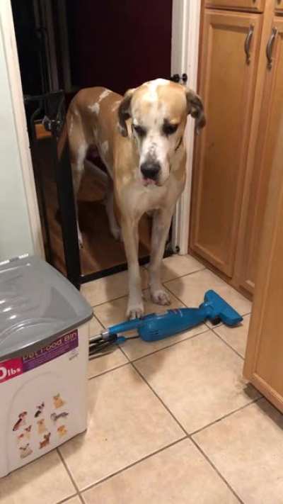 Guess I didnt need super tall baby gates when a fallen vacuum would do the job🤦🏻&zwj;♀️ Why are Danes so ridiculous! His Maltese brother doesn&rsquo;t see what the big deal is🤣 Both have crossed over the 🌈 bridge 🖤