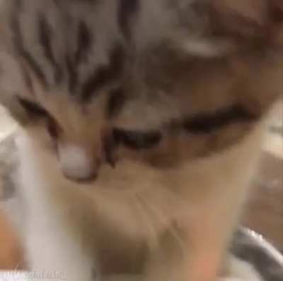 Kitty charging