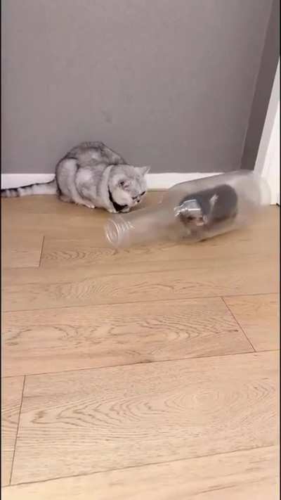 🎵I’m a genie in a bottle🎵