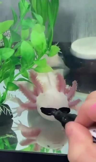 Mr Cool Guy