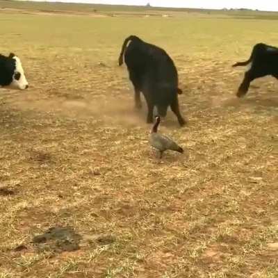 A aerodin&acirc;mica da vaca n&atilde;o permite