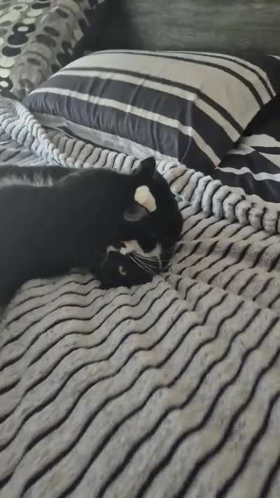 Did my cat blow a raspberry on kitty?