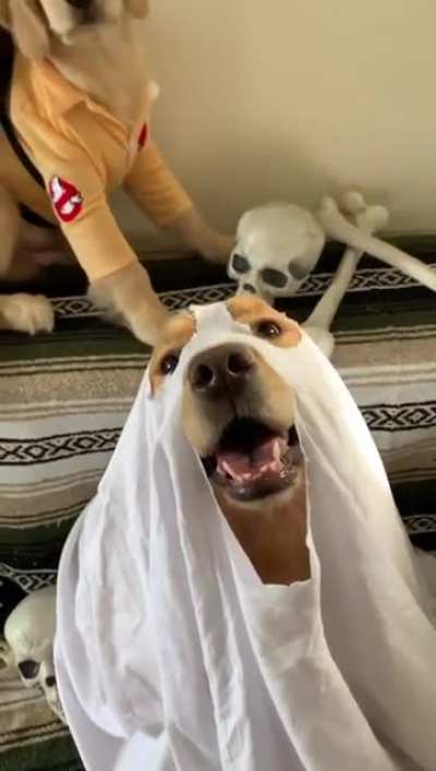 Ghostpuppers!