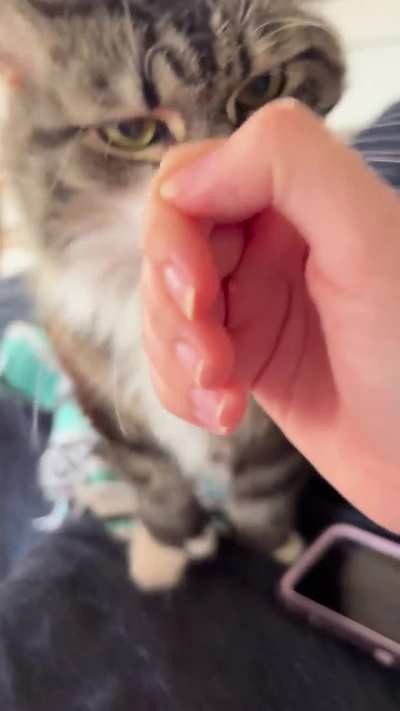 If you won&rsquo;t pet me, I&rsquo;ll pet me!