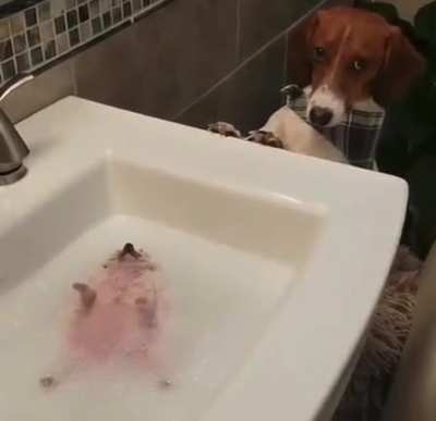 Doggo looks stunned