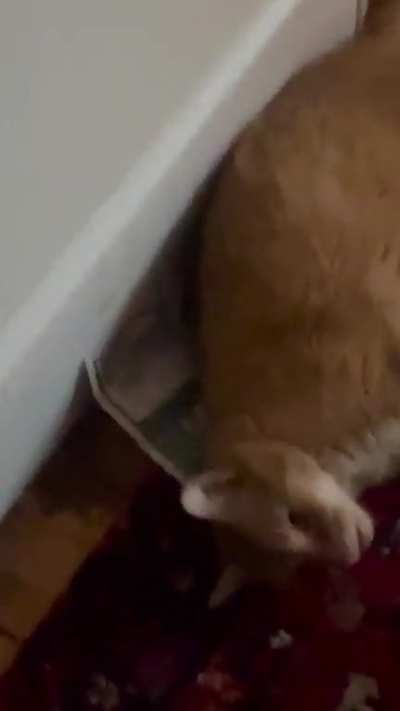 Leo talks a lot when I stand in doorways. He&rsquo;s not at his chattiest here, but still.
