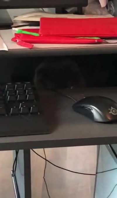 Level 80 Disguise