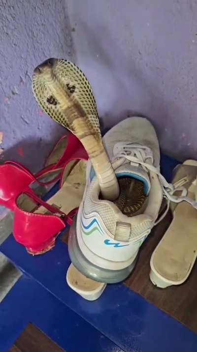 Ssssssssssssssssss