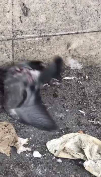 Rat eating a pigeon in broad daylight.. highly WTF
