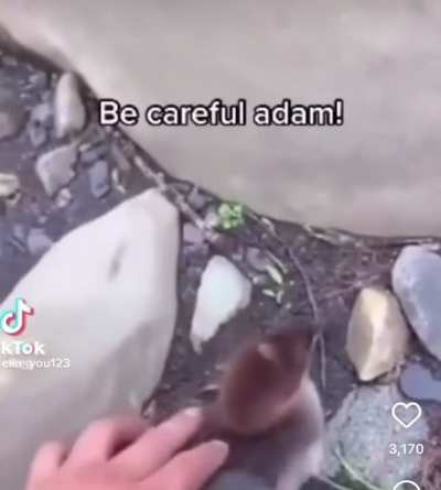 Pet duck Adam going for his first swim