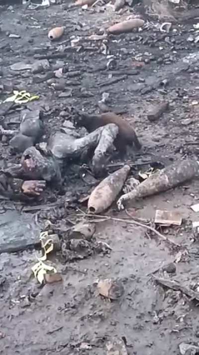 A breathtaking video shows an amazing and adorable Ukrainian cat feeding on the fully dismembered corpse of a Russian soldier.
