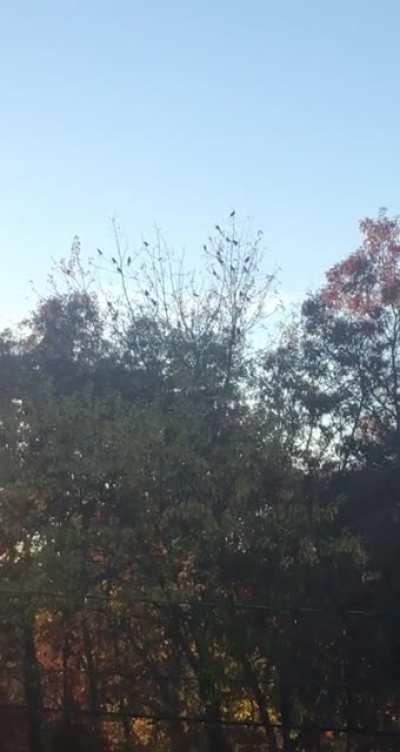 many birds wish death upon me