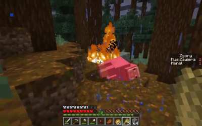 Rip sheep