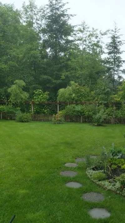 Green things love the rain