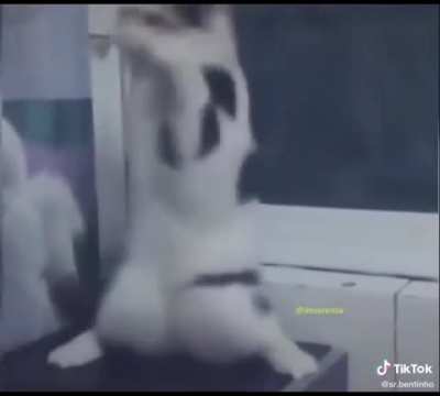 Gato jedi &eacute; atacado e vence a batalha :D