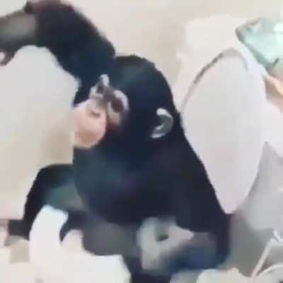A monkeey in my bathroom