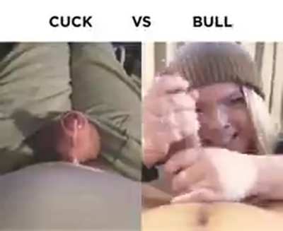 CUCK VS BULL