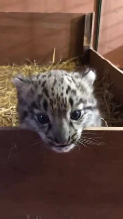 Small but fierce