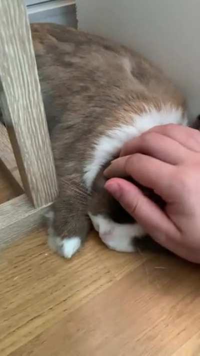 Every bun&rsquo;s favorite flop spot