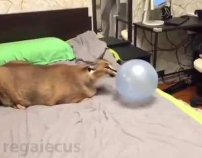 A misbehaving kitty