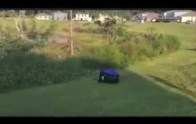 Gator situation