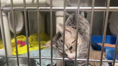 McNugget update: I got to visit him in the shelter, he&rsquo;s a little sick but I think I&rsquo;m going to adopt him and his sister on Monday!