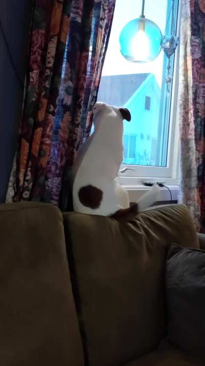 A rare awoo.