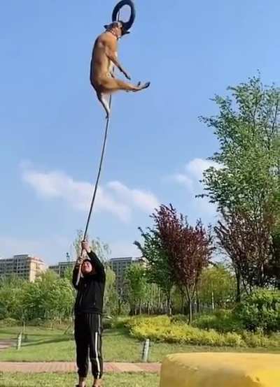 how high the dog can jump (with some help)