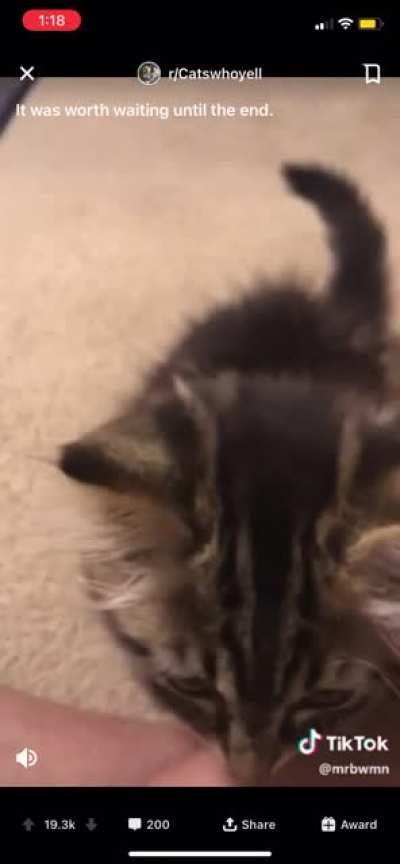 Cat MAD (Flair? Also if repost, I&rsquo;ll delete it