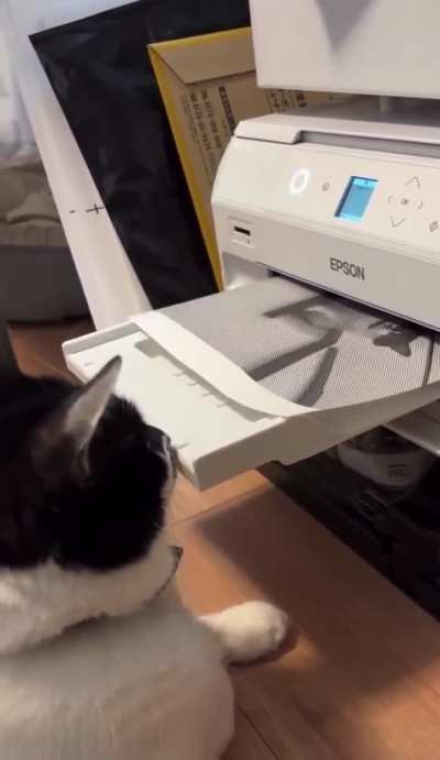 Office Cat