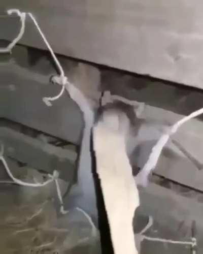 Aqui podemos apreciar como termina la vida de un falopero y est&aacute; la clara raz&oacute;n por la que no deben de ser narcos ni&ntilde;os, asi que estudien :)