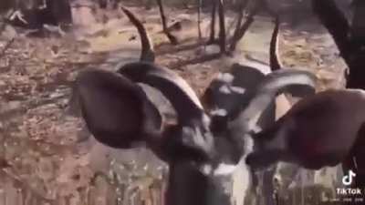 Hey! It bit my bum