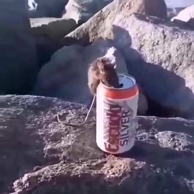 El bueno de Stuart tiene sed, cada upvote es una gota de birra para el pana😔🐀