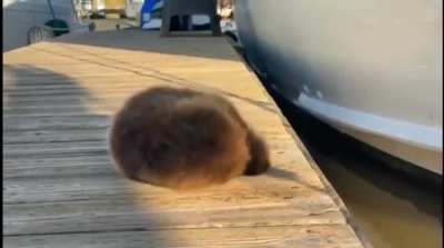 you otter like this