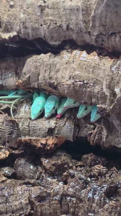 🔥Tiffany Blue Gastropholis Prasina