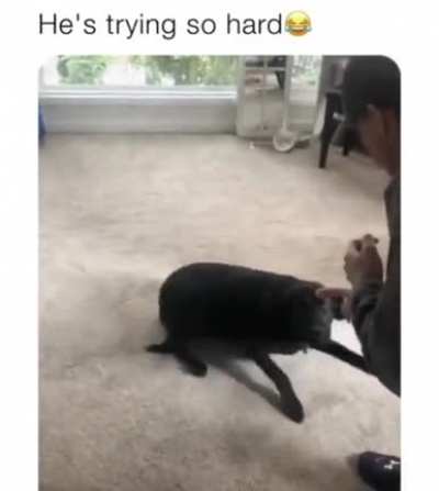 My dog is a very good boi.