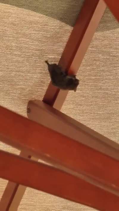 My little man getting a closer look at a bat.