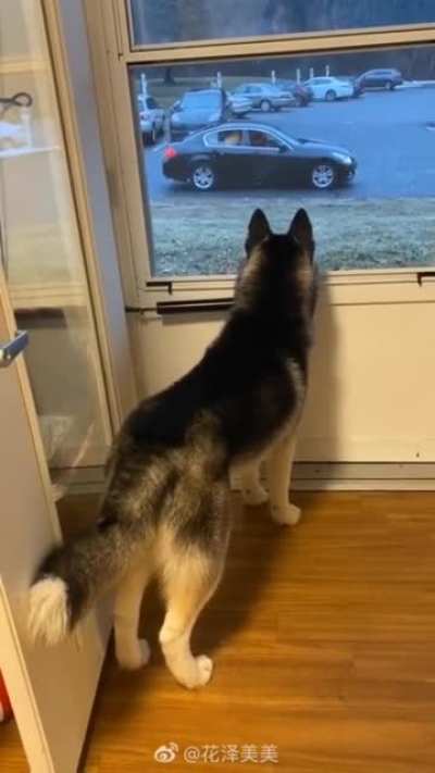 That tail drop when she leaves broke my heart