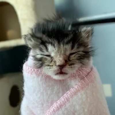 Spa day for my foster kitten, Sunshine!